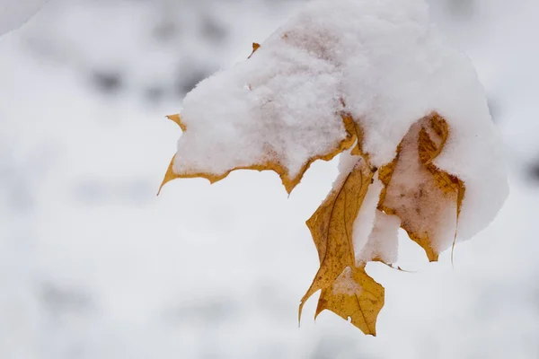 Foglie Gialle Nella Neve — Foto Stock