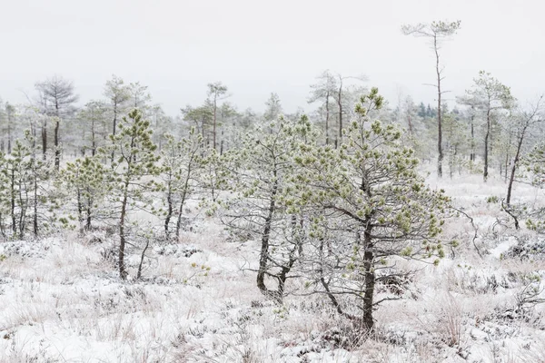 Swamp Forest Winter — Stock Photo, Image