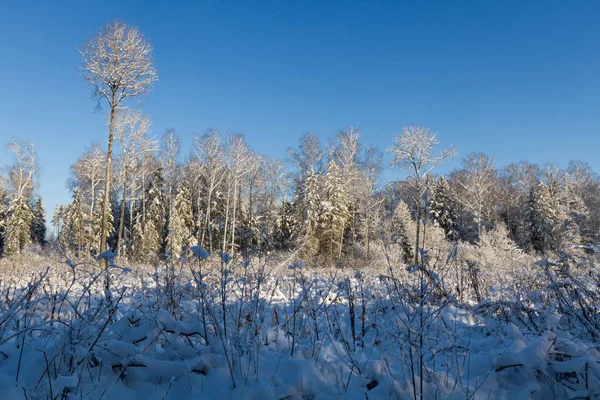 Floresta Inverno Árvores Sem Folhagem Árvores Casco Monte Neve — Fotografia de Stock