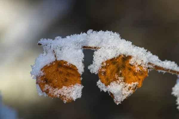 Close Van Een Bevroren Blad — Stockfoto