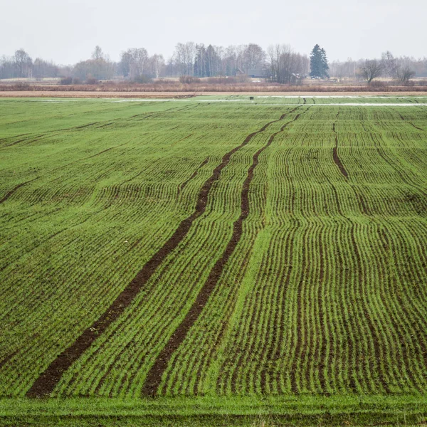 Green Field Winter Day — 스톡 사진