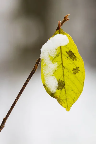 Żółte Liście Śniegu — Zdjęcie stockowe