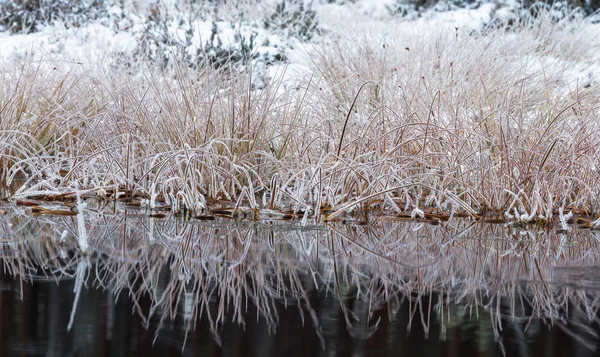 Gel Blanc Sur Les Plantes Des Marais — Photo