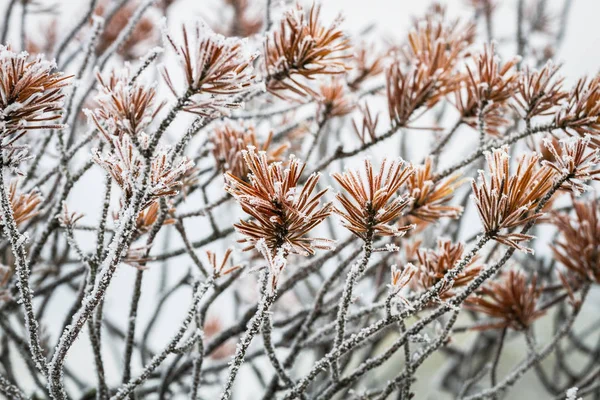 Weißer Frost Auf Den Pflanzen Sumpf — Stockfoto