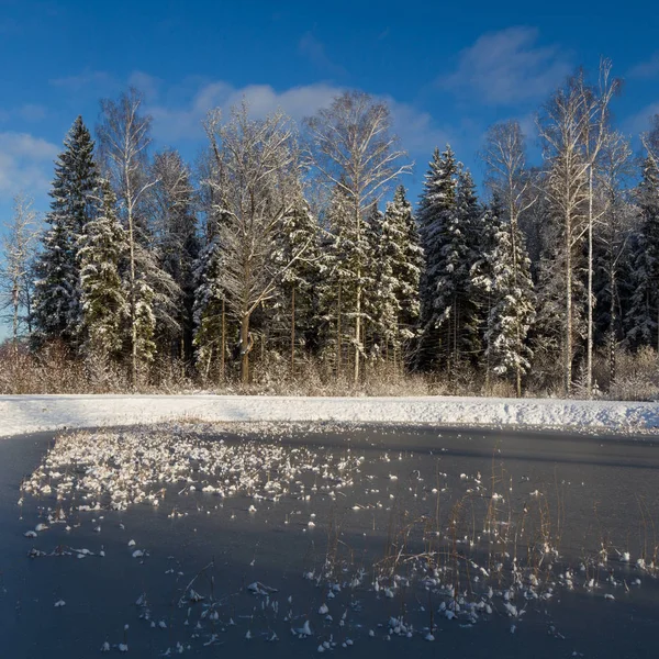 Árvores Cobertas Neve Parque — Fotografia de Stock