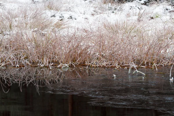 Weißer Frost Auf Sumpfpflanzen — Stockfoto
