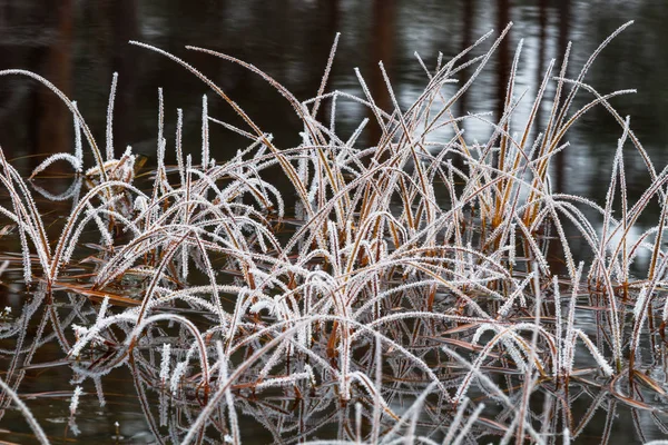 Witte Vorst Planten Het Moeras — Stockfoto