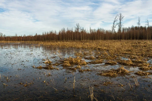 İlkbaharda su altında kalmış tahıl tarlaları