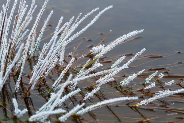 White frost on marsh plants