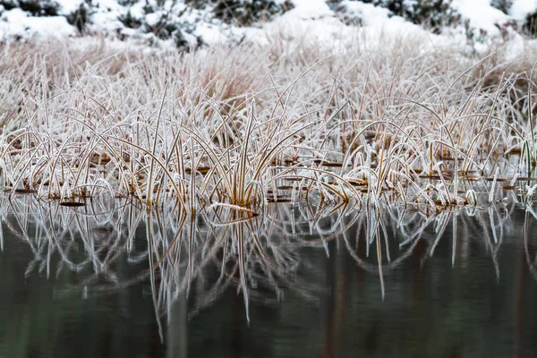 Білий Мороз Болотних Рослинах — стокове фото