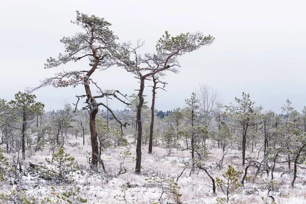 Snowy Landscape Winter Season — Stock Photo, Image