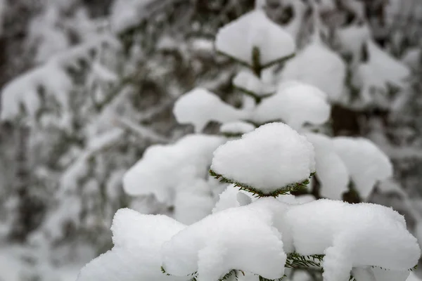 Sneeuwwoud Winterdag — Stockfoto