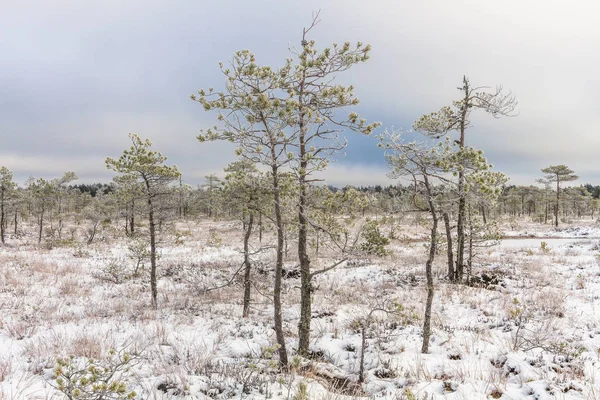 Winter Landscape Snow Tree — Stock Photo, Image