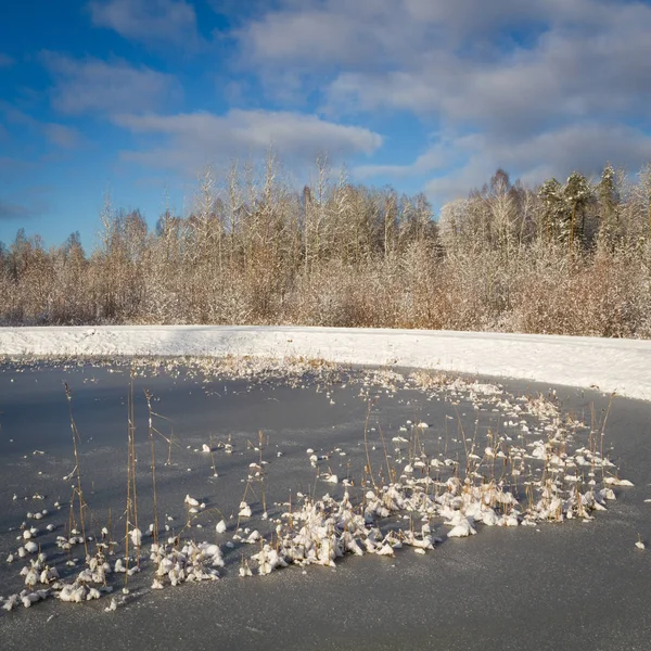 Kar Ağacı Kış Manzarası — Stok fotoğraf