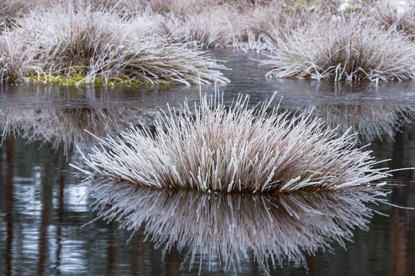 White frost on marsh plants