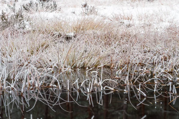 Weißer Frost Auf Sumpfpflanzen — Stockfoto