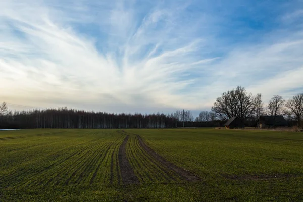 Processed Cereal Fields Spring — Stock Photo, Image