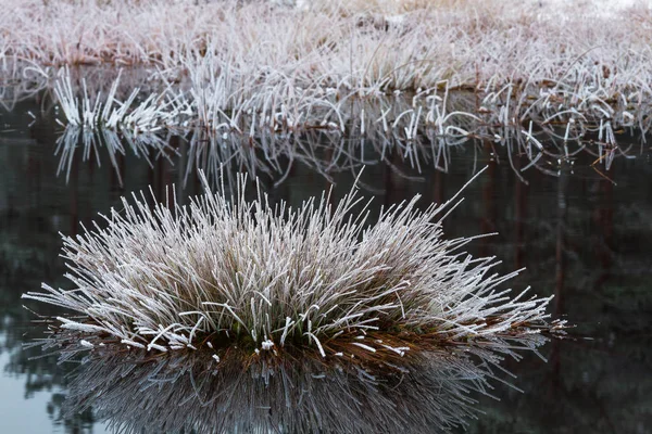 White frost on marsh plants