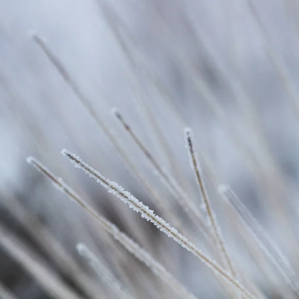 White Frost Moeras Planten — Stockfoto