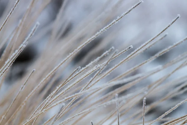 White Frost Moeras Planten — Stockfoto