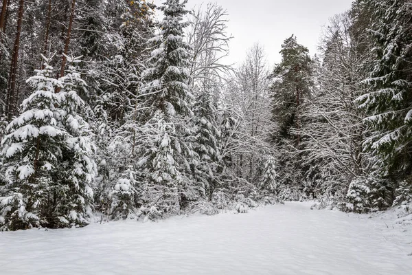 Χιονισμένο Δάσος Την Ημέρα Του Χειμώνα — Φωτογραφία Αρχείου