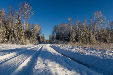 berrak gökyüzü ile güneşli kış gününde kar alanı yakınında çıplak ağaçların ve gölgeler doğal manzara