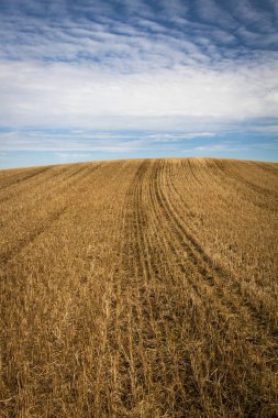 İlkbaharın başlarında bulutlu tarlalar