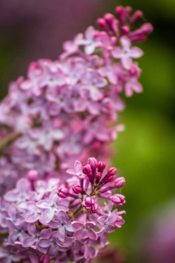 Yeşil çayırda güzel çiçekler