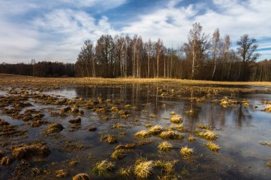 İlkbaharda su altında kalmış tahıl tarlaları