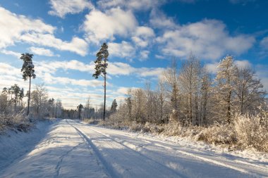 Dağlarda kış ormanı.