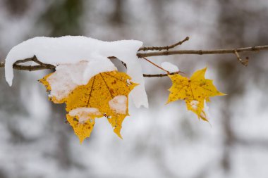 Karda sarı yapraklar