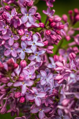Yeşil çayırda güzel çiçekler