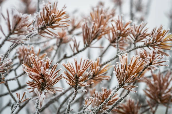 Blízký Borový Strom — Stock fotografie