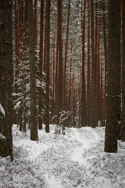 Χειμερινό Τοπίο Των Κωνοφόρων Δασών Στο Φως Του Ηλιοβασιλέματος Νεαρά — Φωτογραφία Αρχείου