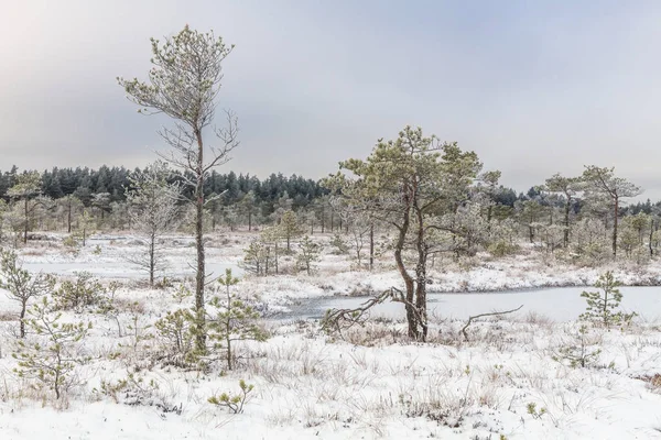 Swamp Winter White Frost Covered Trees Grass — Stock Photo, Image