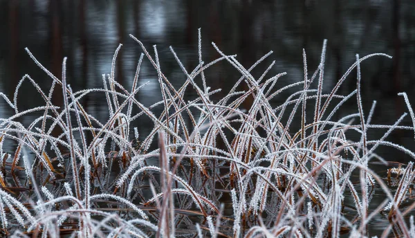 White Frost Moeras Planten — Stockfoto