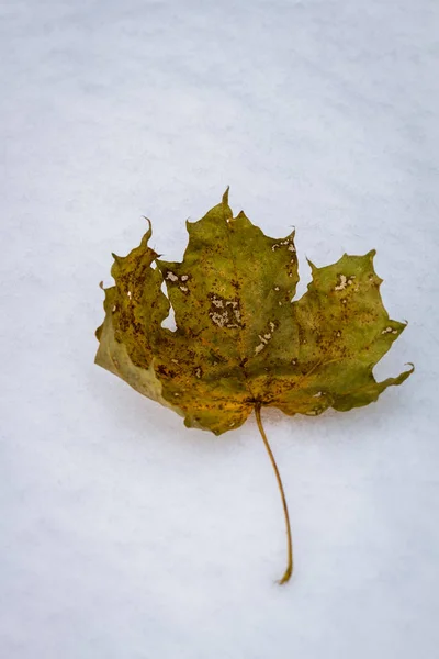 雪の中の紅葉 — ストック写真