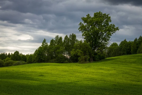 Campos Verdes Primavera — Foto de Stock