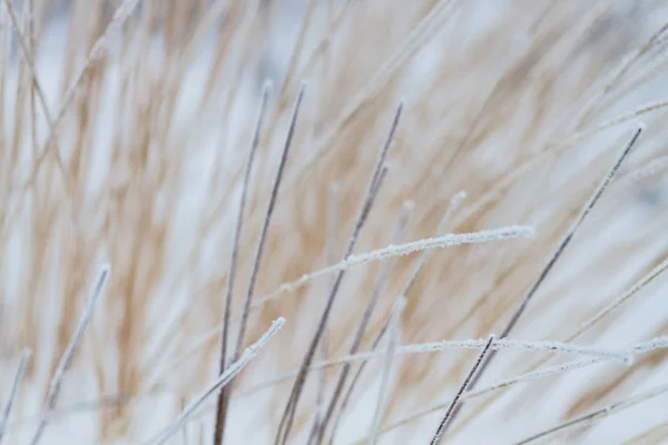 White Frost Moeras Planten — Stockfoto