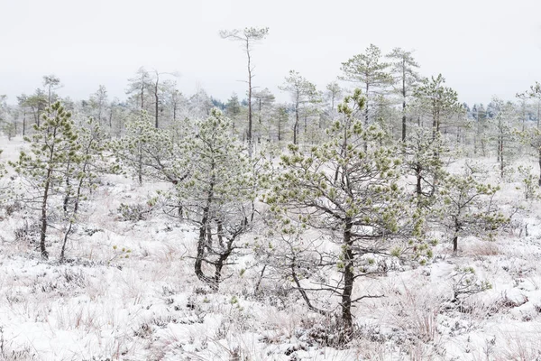 Swamp Forest Winter — Stock Photo, Image