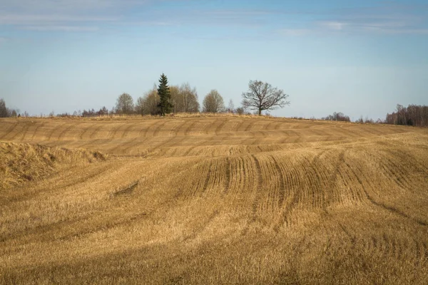 Wheat Fields Field — Stock Photo, Image