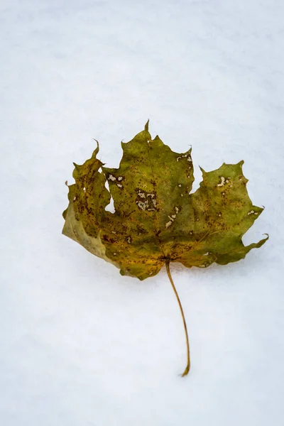 Jesienne Liście Śniegu — Zdjęcie stockowe
