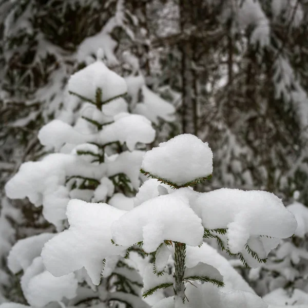 Χιονισμένο Δάσος Την Ημέρα Του Χειμώνα — Φωτογραφία Αρχείου