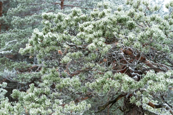 Bosque Pantanoso Invierno — Foto de Stock