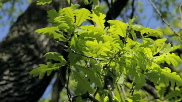 Hojas de roble verde joven — Vídeo de stock