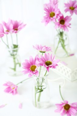 pembe kasımpatı çiçekleri 