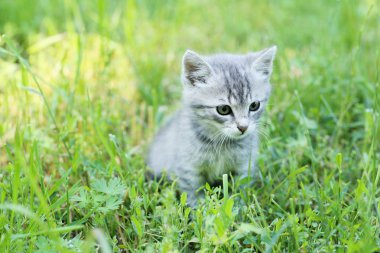Yeşil çim güzel küçük kedi