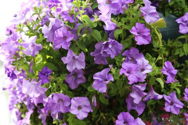 Güzel bahar çiçekleri 