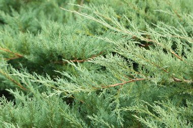 Parkta yeşil yapraklar