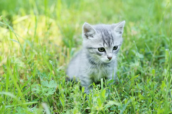 Mooie kleine kat in groen gras — Stockfoto